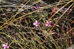 Zanthoxyloideae