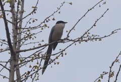 Cyanopica cyanus