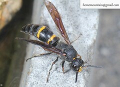 Pararrhynchium ornatum bifasciatulum