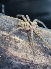 Heteropoda