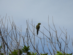 Eupsittula nana