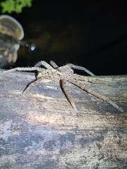 Heteropoda