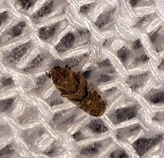 Catonia pini
