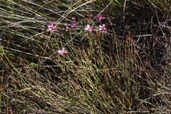 Zanthoxyloideae