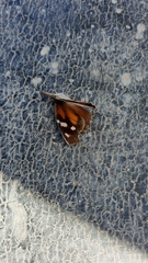 Libytheana carinenta mexicana