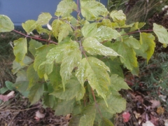 Acer negundo