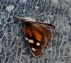 Libytheana carinenta mexicana