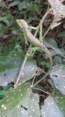 Polychrus marmoratus