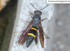 Pararrhynchium ornatum bifasciatulum