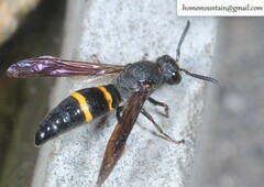 Pararrhynchium ornatum bifasciatulum