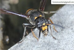 Pararrhynchium ornatum bifasciatulum