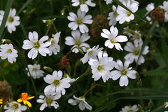 Cerastium arvense