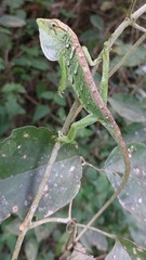 Polychrus marmoratus