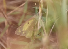 Colias poliographus