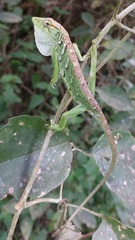 Polychrus marmoratus