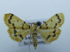 Dichocrocis clytusalis