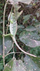 Polychrus marmoratus