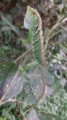 Polychrus marmoratus