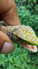 Polychrus marmoratus