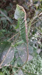 Polychrus marmoratus