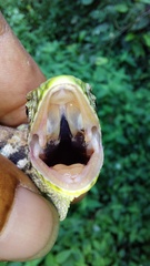 Polychrus marmoratus