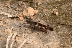 Oedaleus infernalis