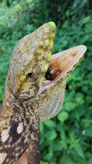 Polychrus marmoratus