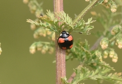 Harmonia axyridis