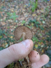 Pluteus umbrosus