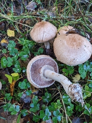 Agaricus