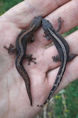 Afrogecko porphyreus