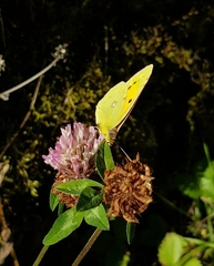 Colias croceus