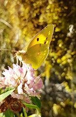 Colias croceus