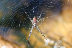 Argiope radon