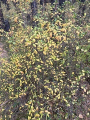 Rhododendron dauricum