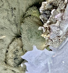 Thalamitinae
