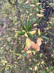 Rhododendron dauricum