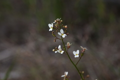 Stylidium piliferum