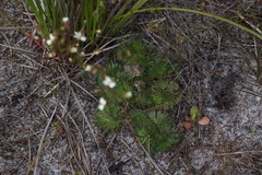 Stylidium piliferum