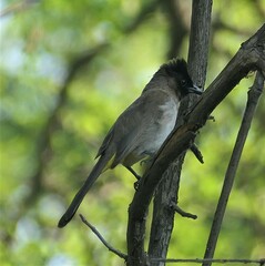 Pycnonotus barbatus layardi