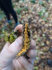 Hydropisphaera peziza