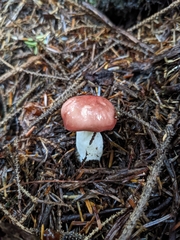 Russula emetica