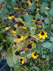 Rudbeckia hirta