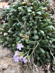 Limonium virgatum