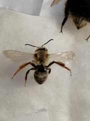 Andrena clarkella