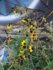 Rudbeckia hirta