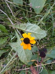 Rudbeckia hirta