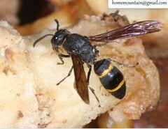 Pararrhynchium ornatum bifasciatulum