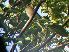 Vireo cassinii