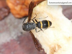 Pararrhynchium ornatum bifasciatulum